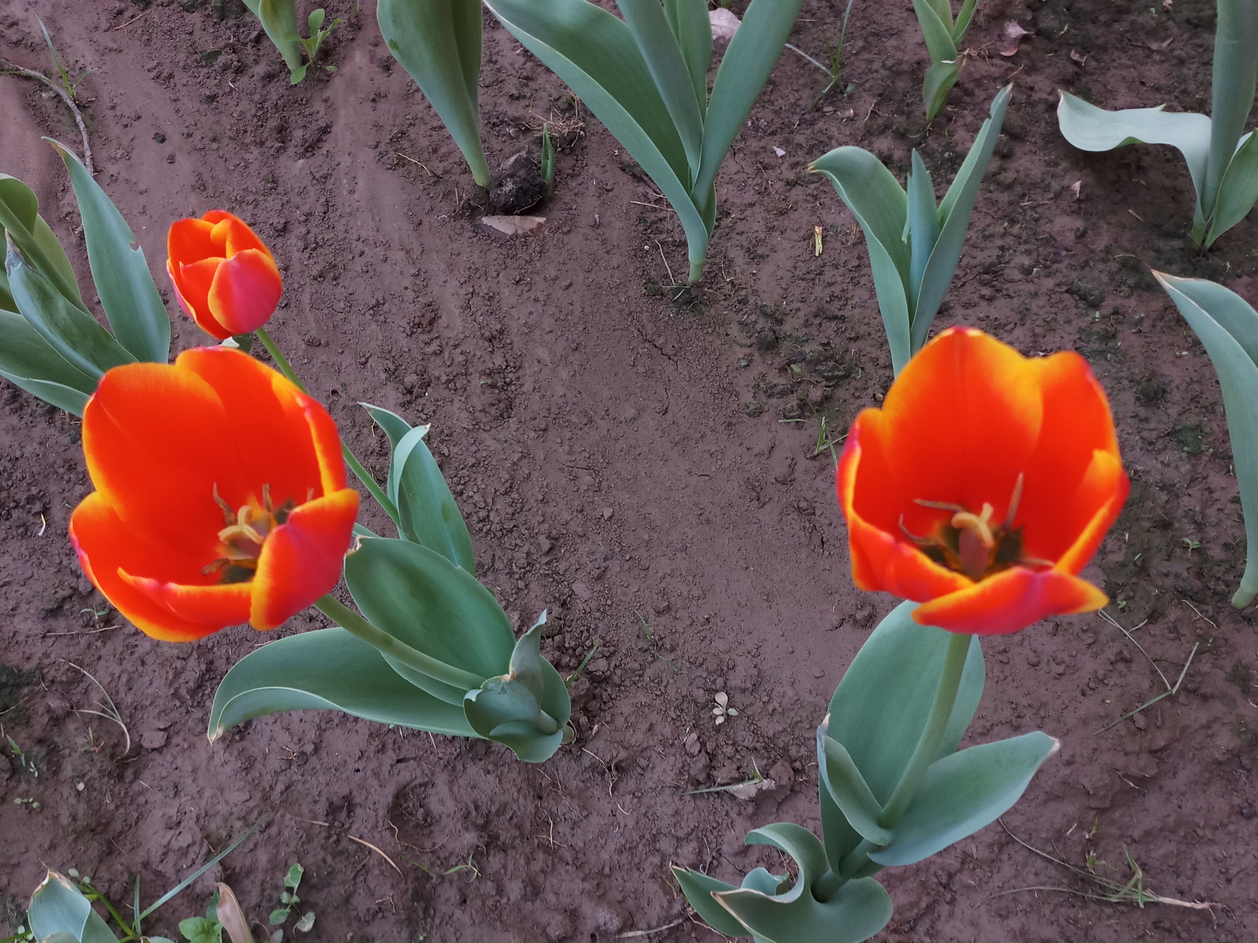 gazipur_flower_03_0.jpg
