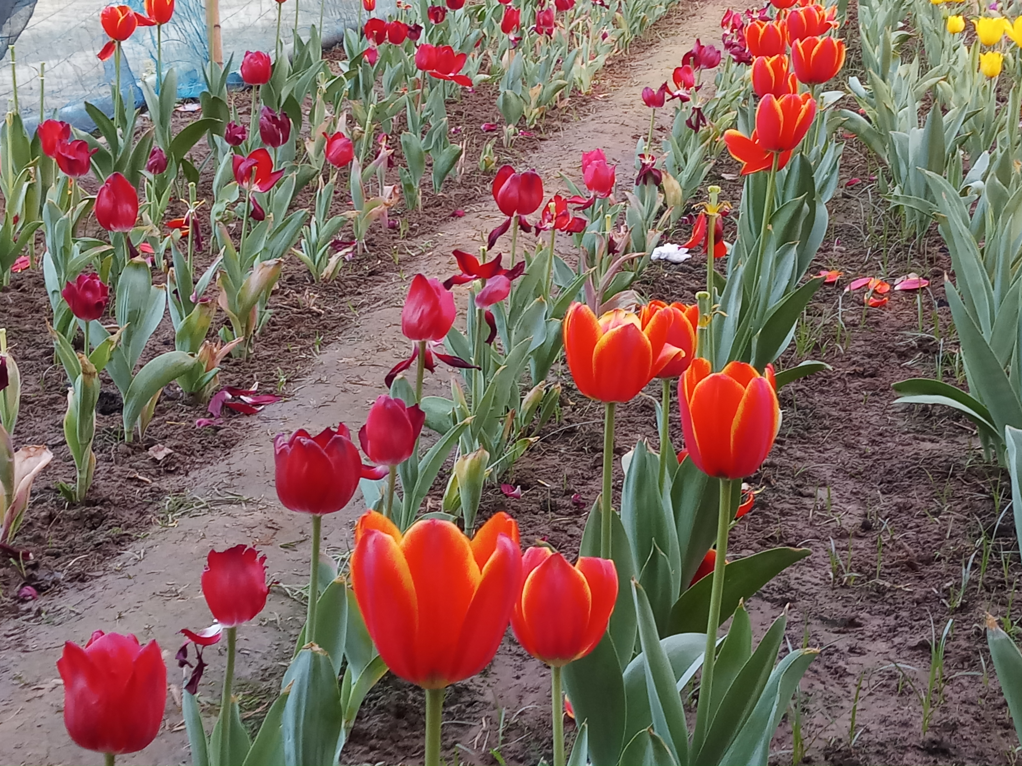 gazipur_flower_04.jpg