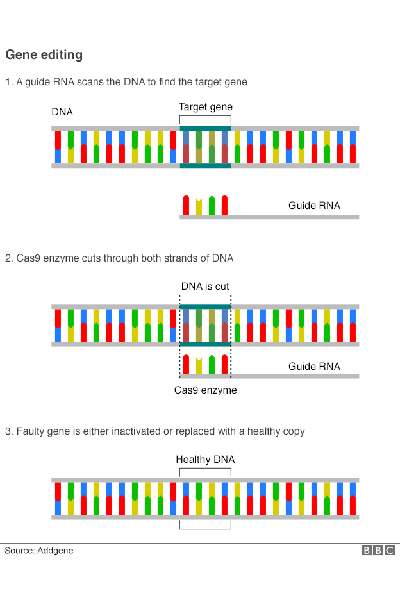 gene_editing_2-web.jpg
