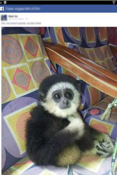 gibbon-traffic-bbc-fb-wb.jpg