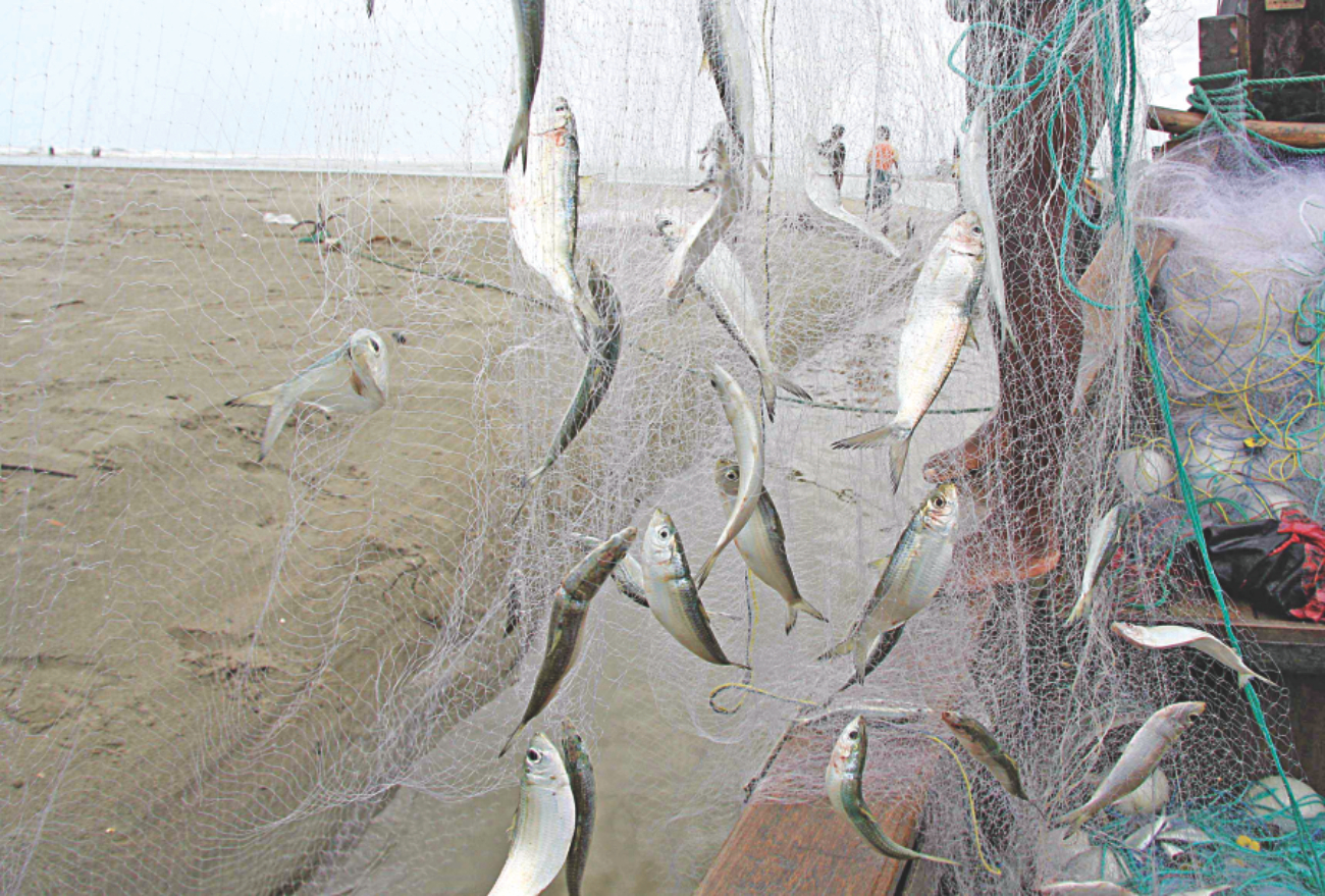 gill net 1.jpg
