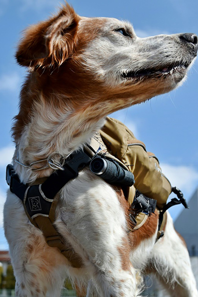 gonta-the-dog-2-web.jpg