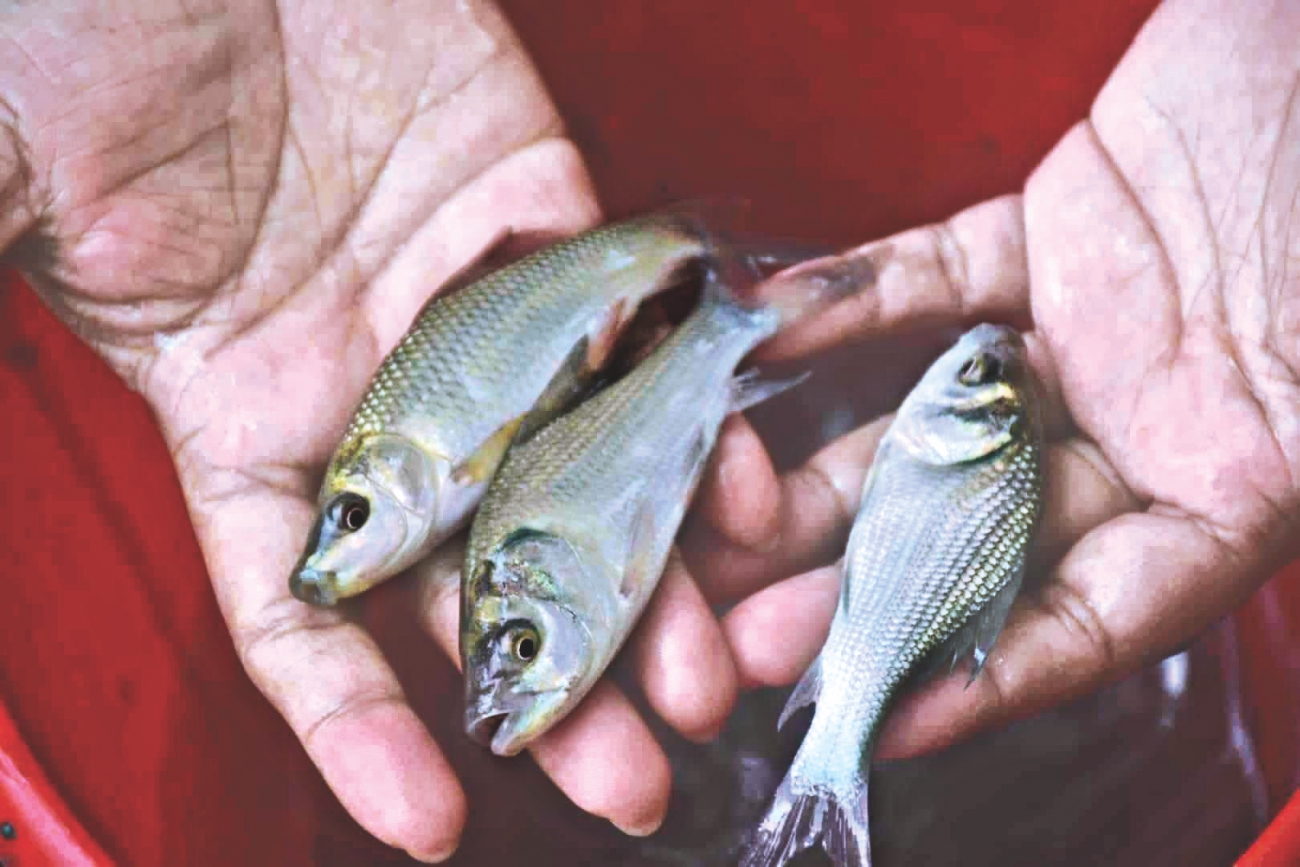 haldas_broodfish_2.jpg
