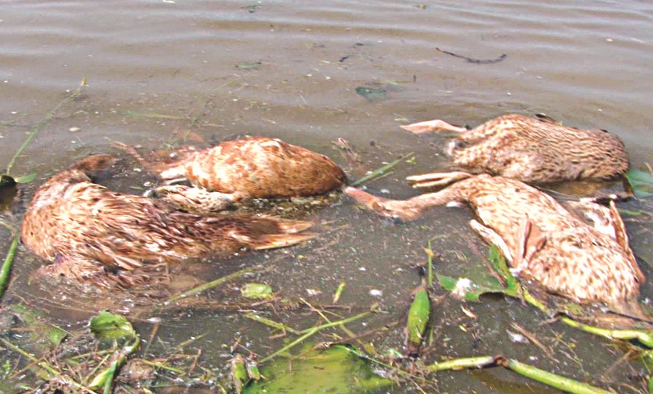 haor_disaster_3.jpg