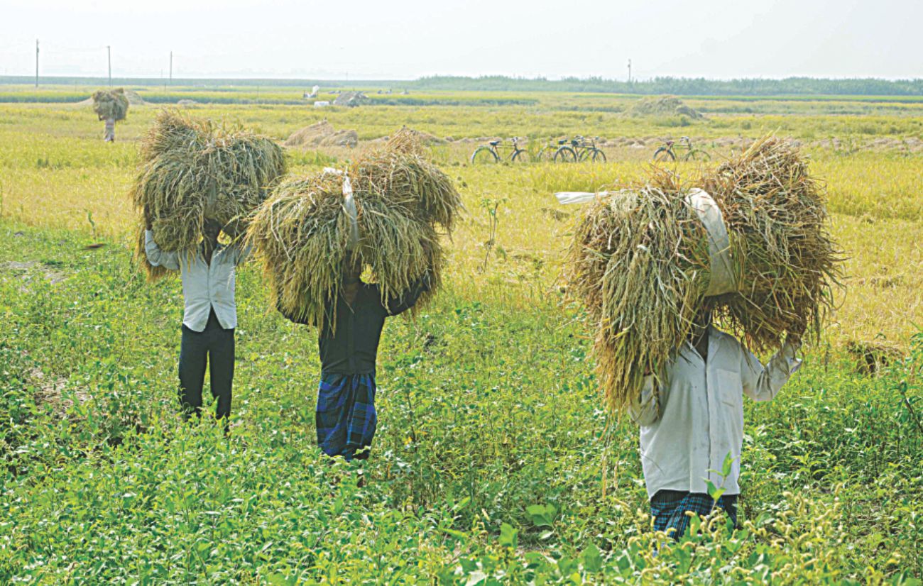 harvest_fest_2.jpg