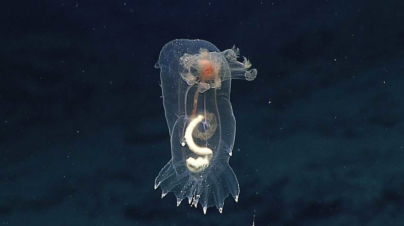 Hawaii-Deep-sea-2WB.jpg