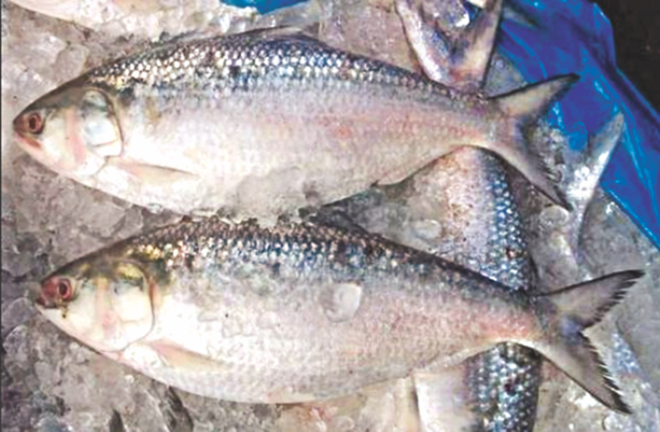hilsa.jpg