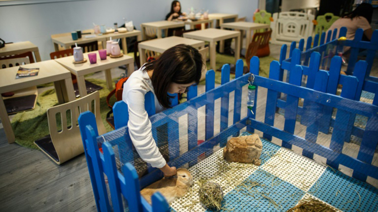 hong-kong-rabbit-2-afp-wb.jpg