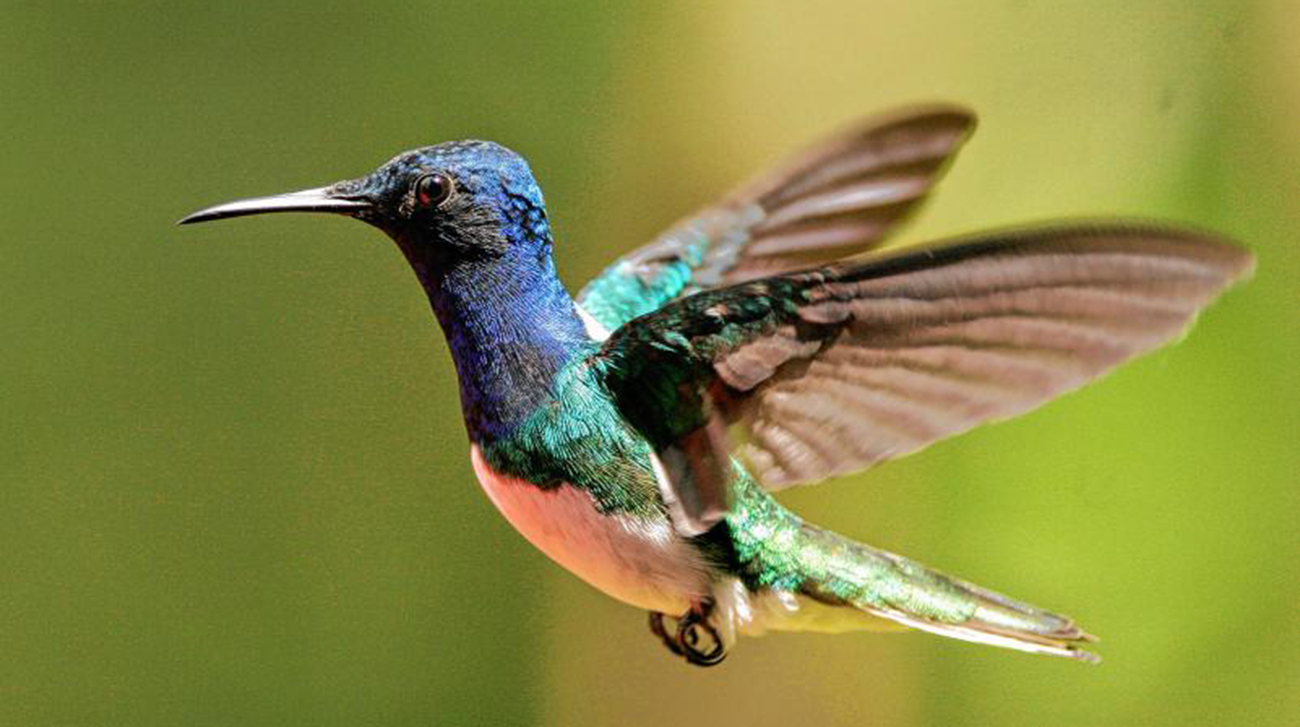 HUmmingbird-3-web.jpg