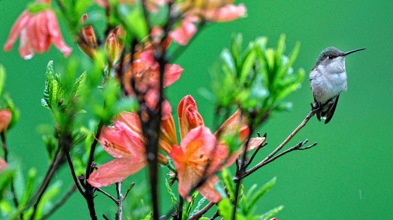 HUmmingbird-4-web.jpg