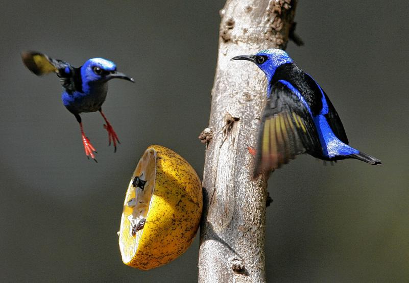 HUmmingbird 2.jpg