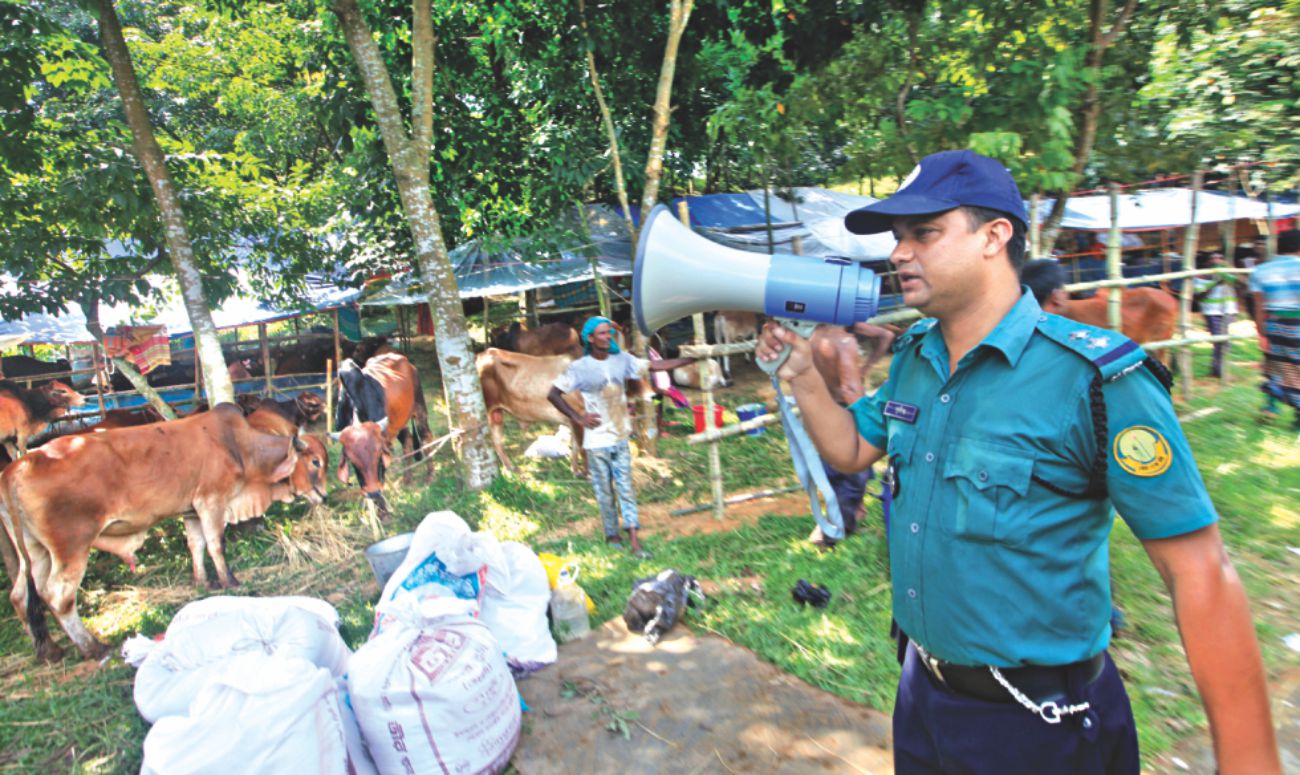 illegal_cattle_3.jpg