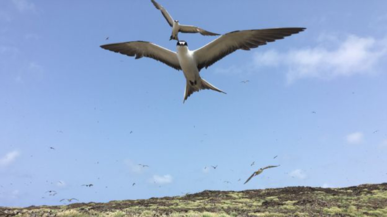 Island-2WB.jpg