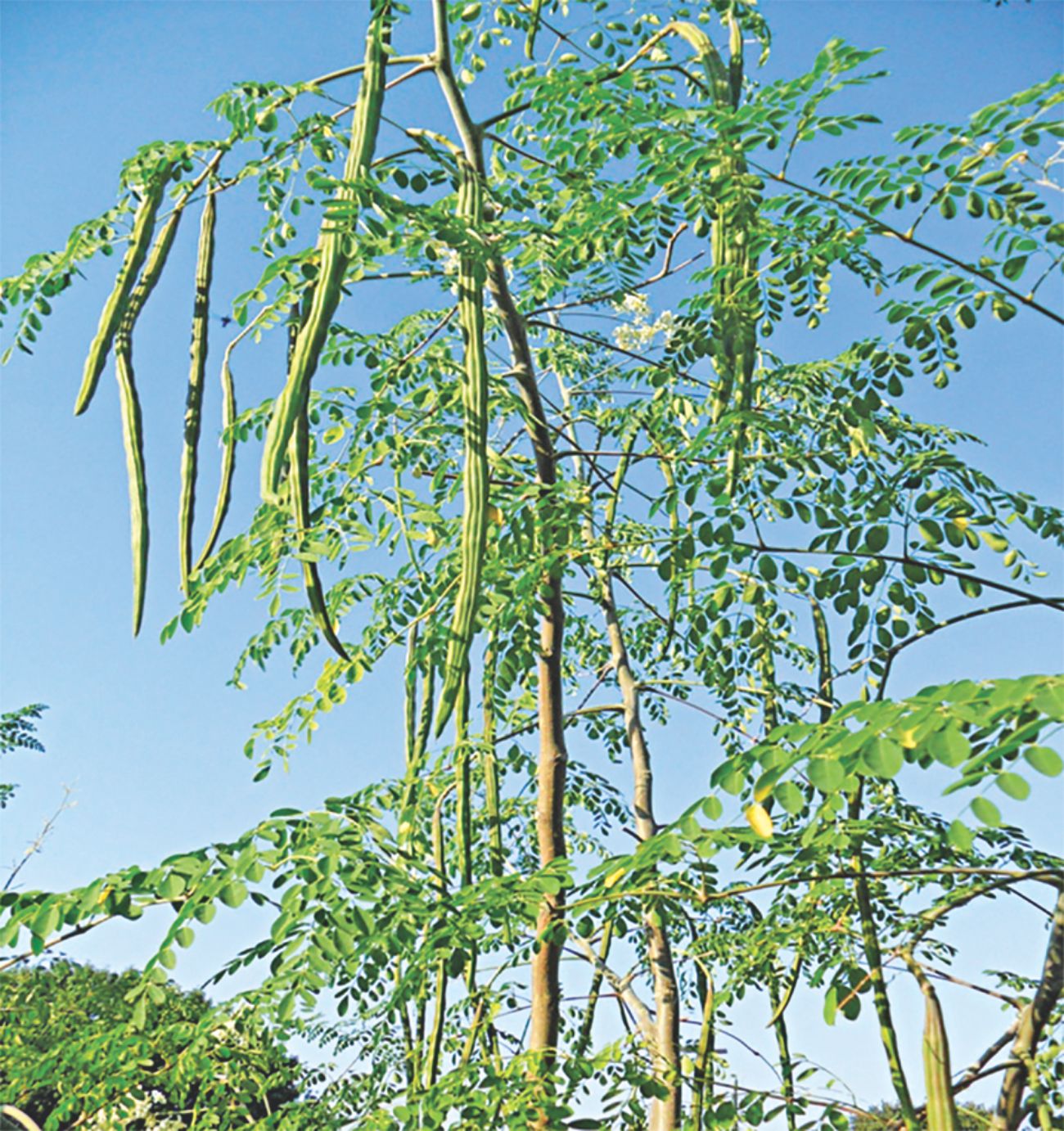 know_dr_tree2.jpg
