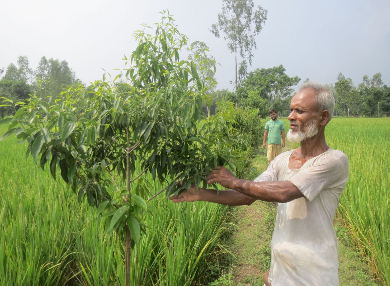 leaf_farming_2.jpg