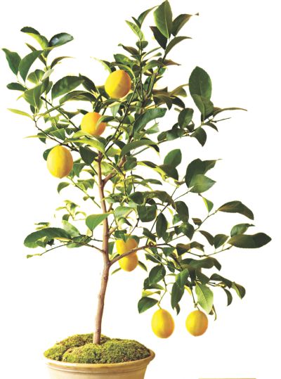 lemon tree