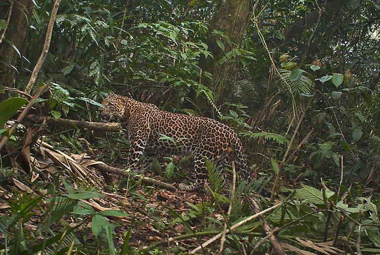 leopard.jpg