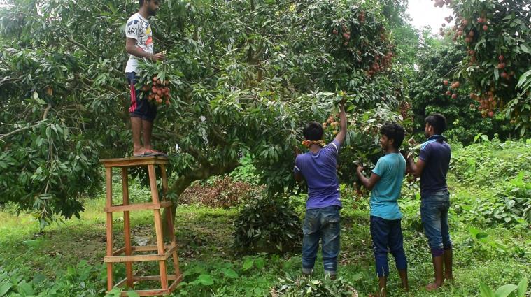 Lychee growers in Pabna