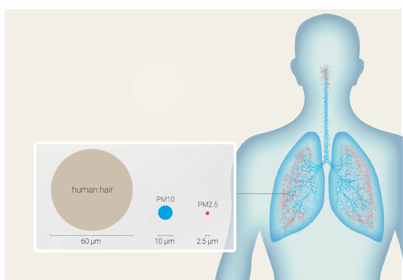 lung.jpg