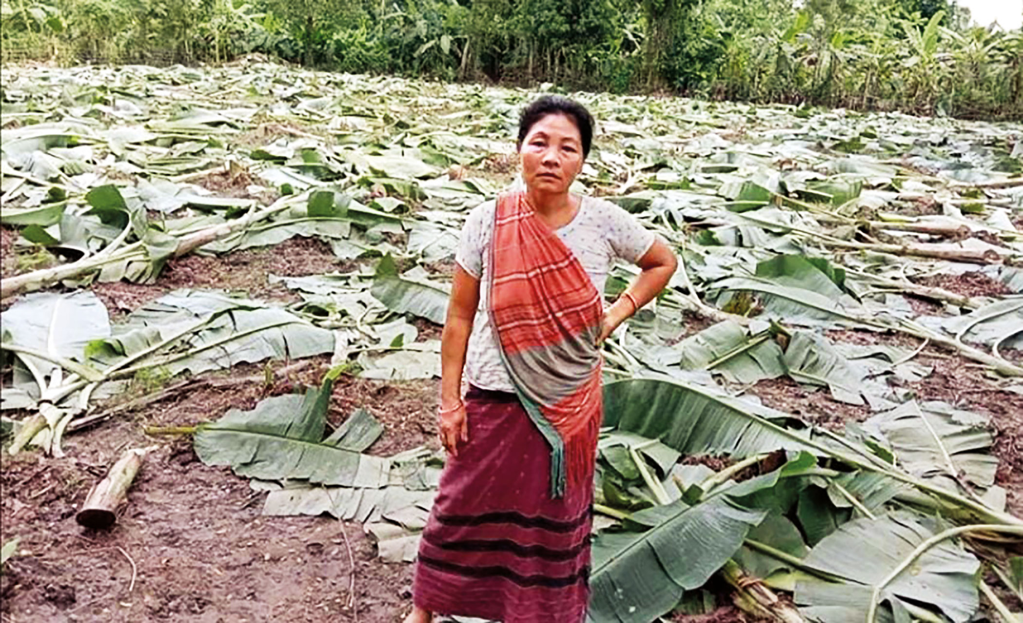 madhupur1.jpg