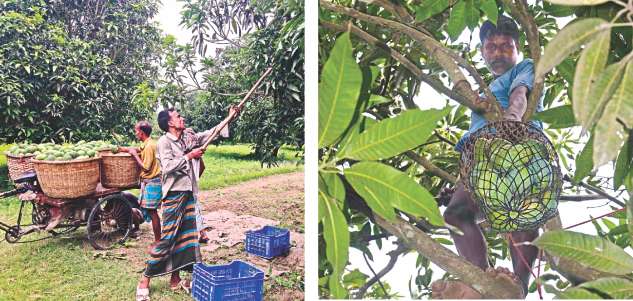 mango in rajshahi 2.jpg