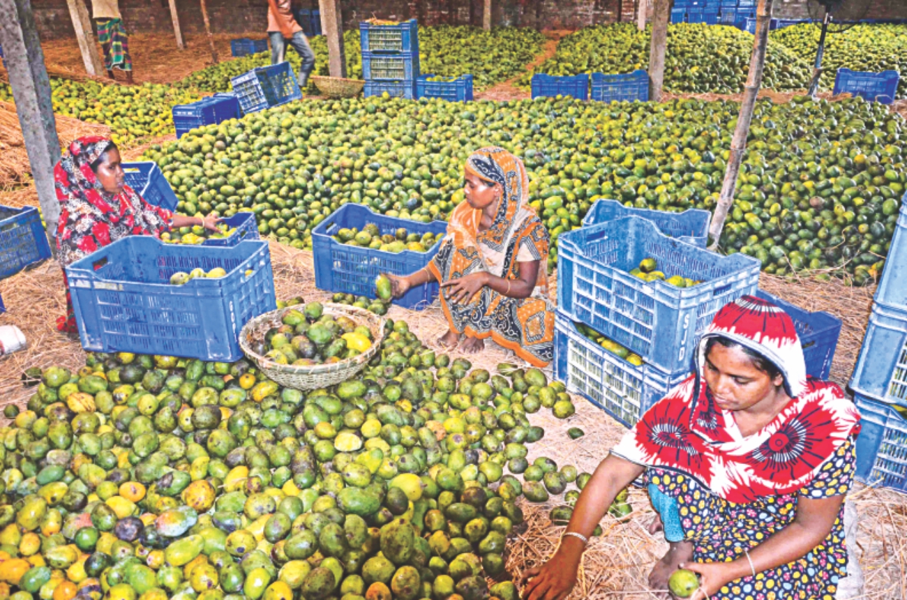 mango in rajshahi 3.jpg