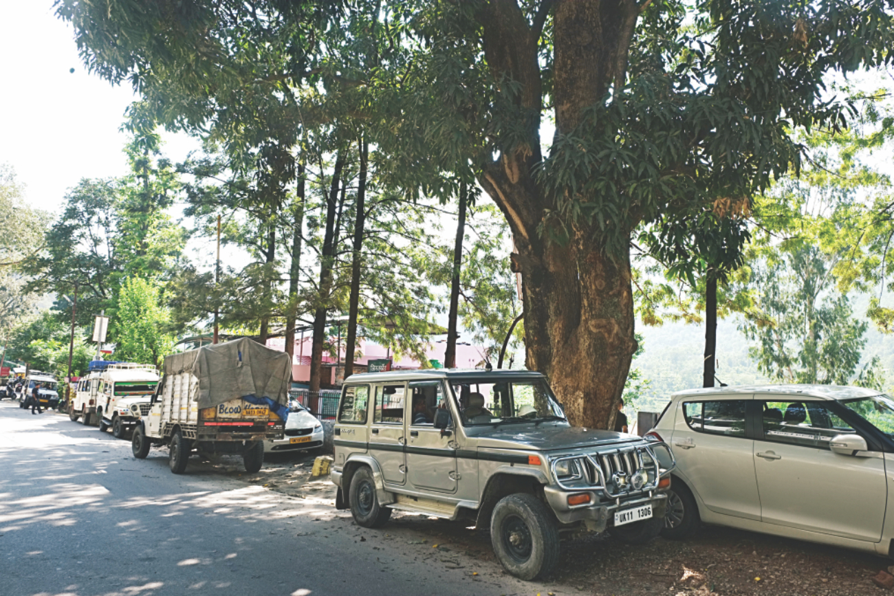 mango tree.jpg