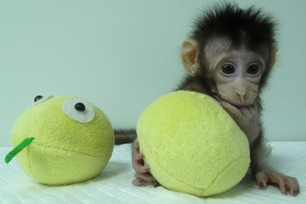 monkey-2_0.jpg