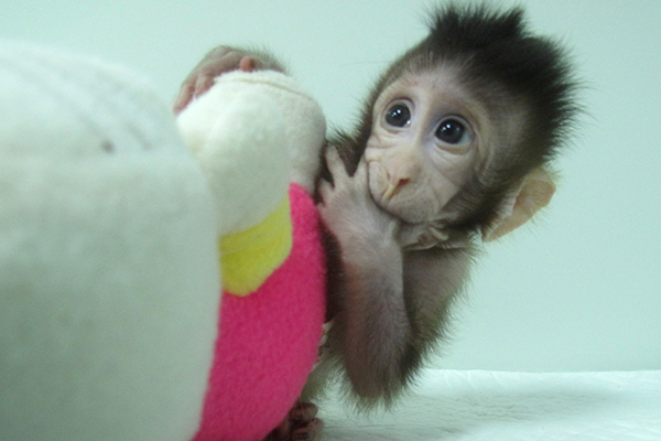 monkey-3.jpg