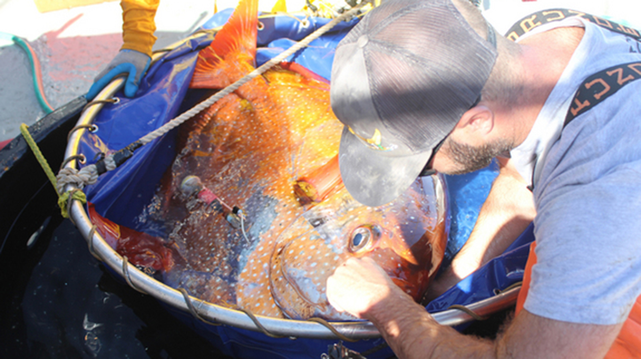 moonfish.jpg