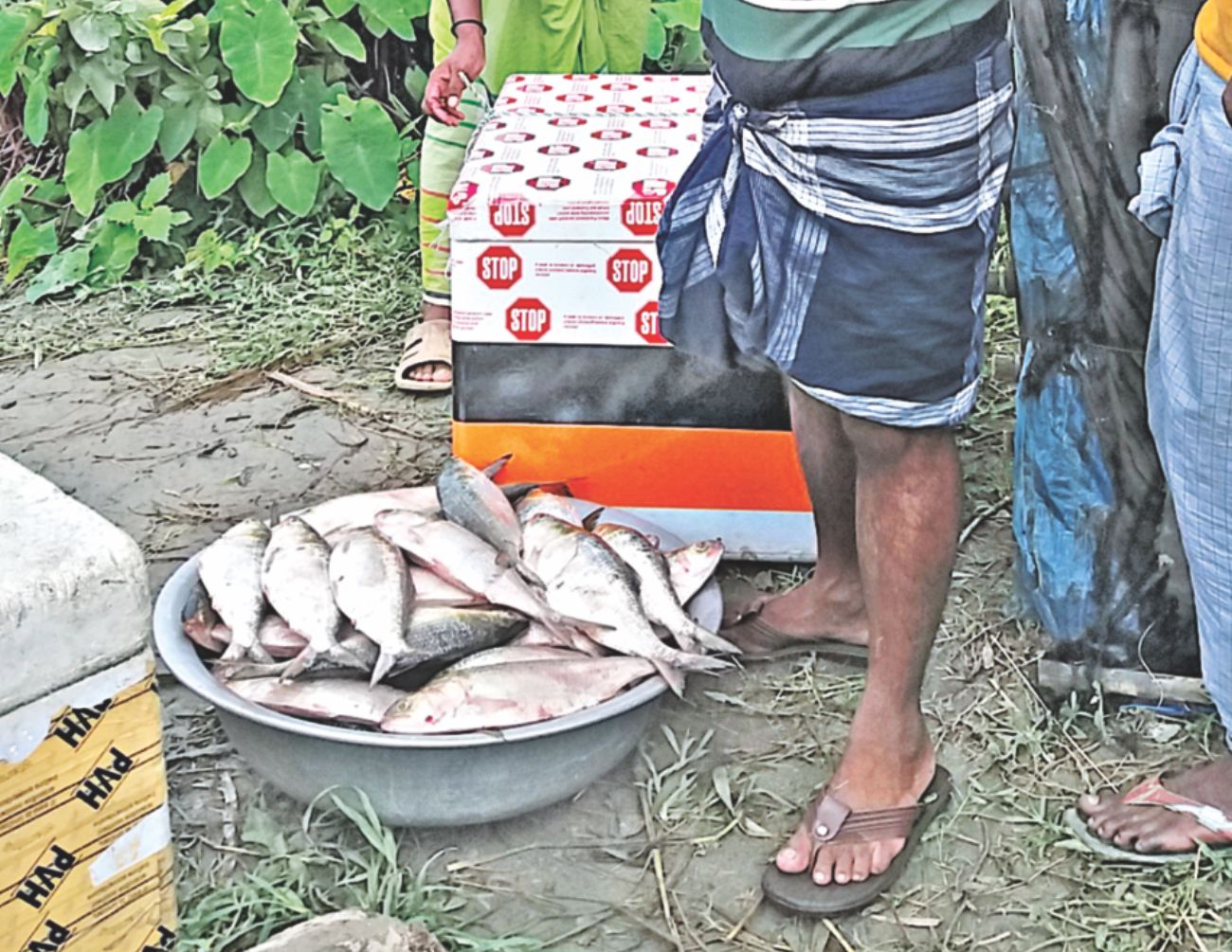 mother_hilsa_netting_2.jpg