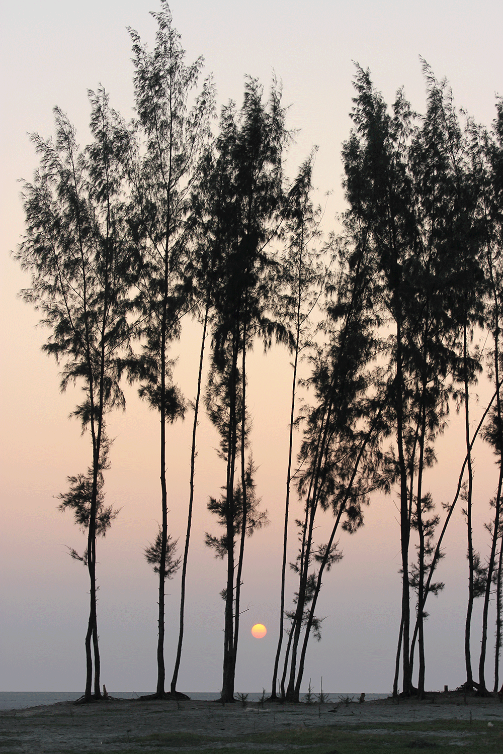 muktadir-mahfuj-jamee-pic-3.png