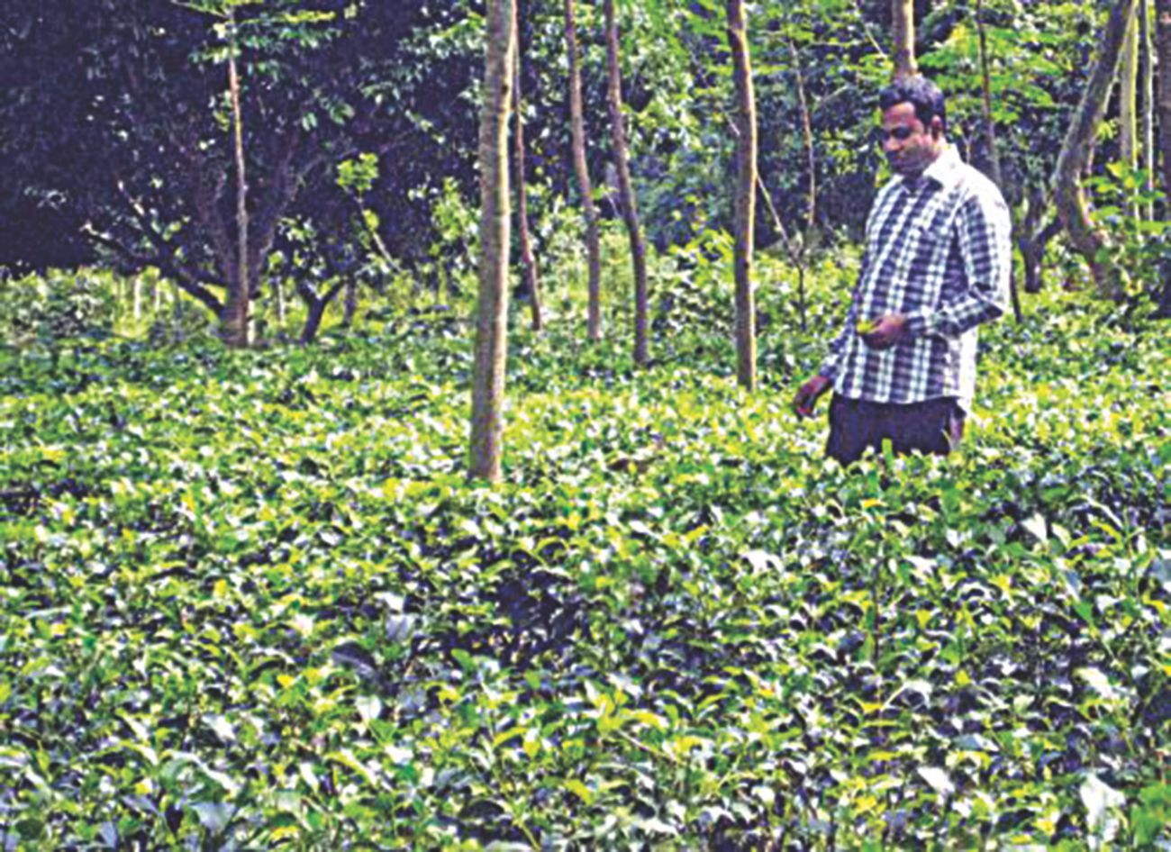 nazruls tea garden.jpg