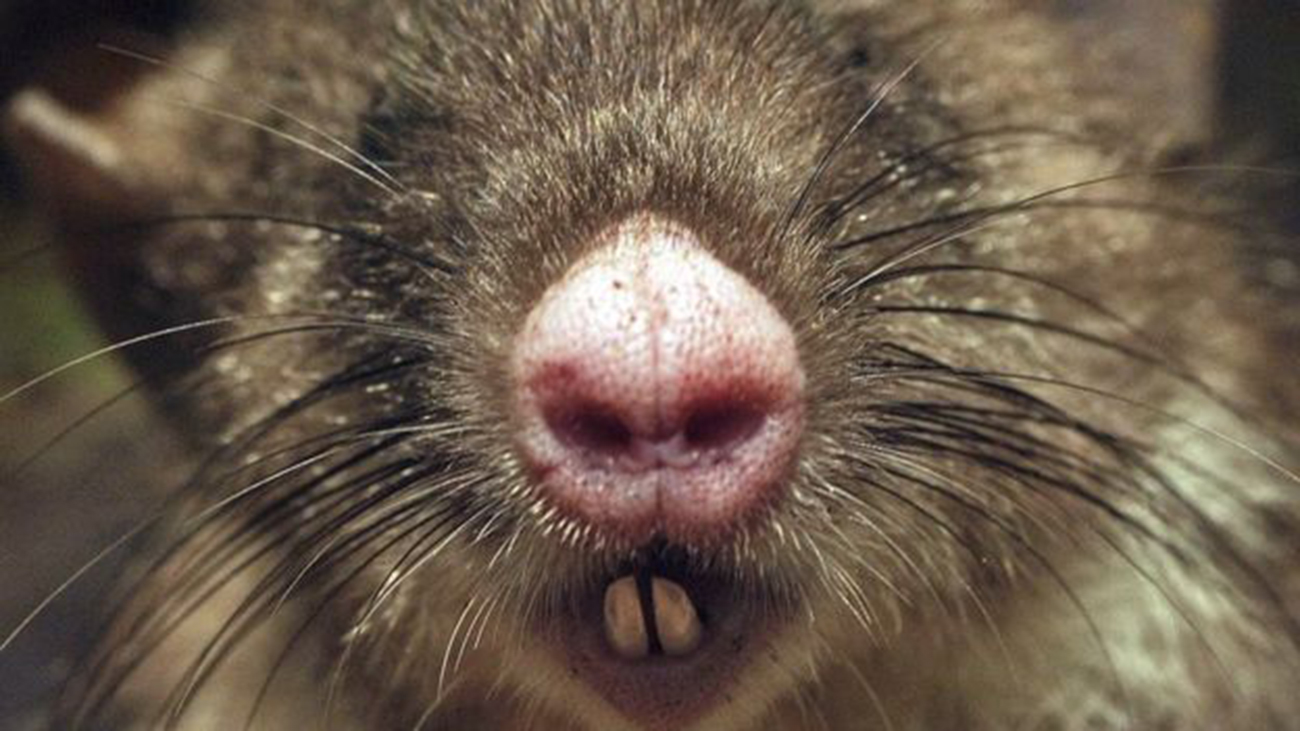 new-rat.jpg