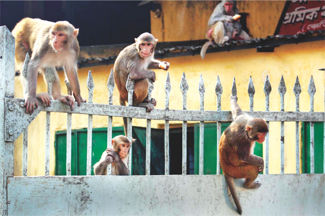 old_dhaka_1.jpg