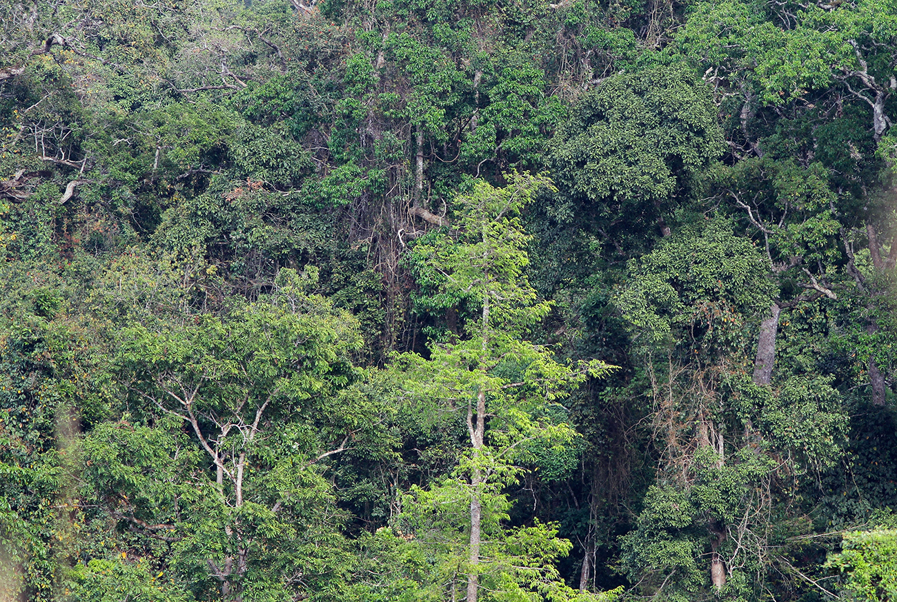 One-of-the-last-mature-forest-patches-of-CHT_Sayam-U-wbn.jpg