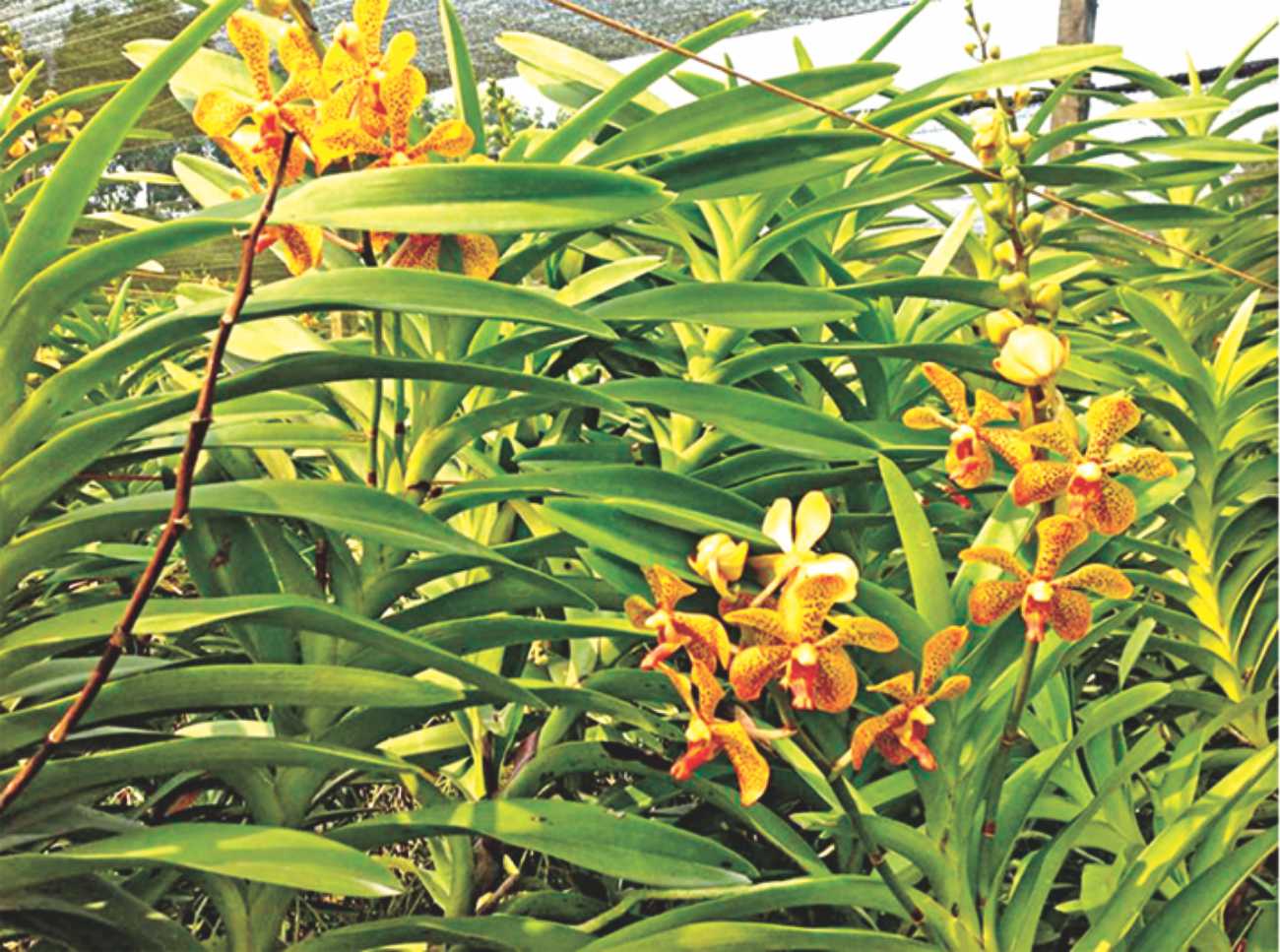 Orchids find a new home