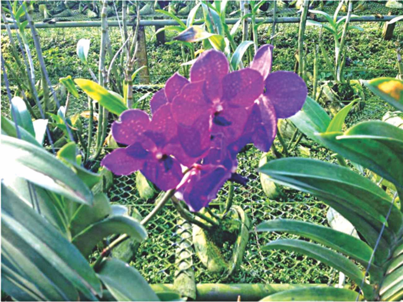 Orchids find a new home