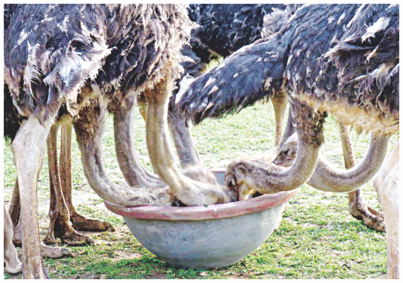 ostrich.jpg