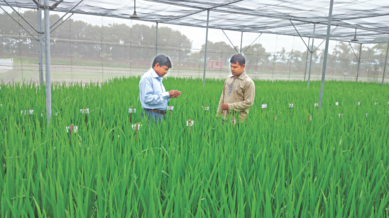 paddy field.jpg