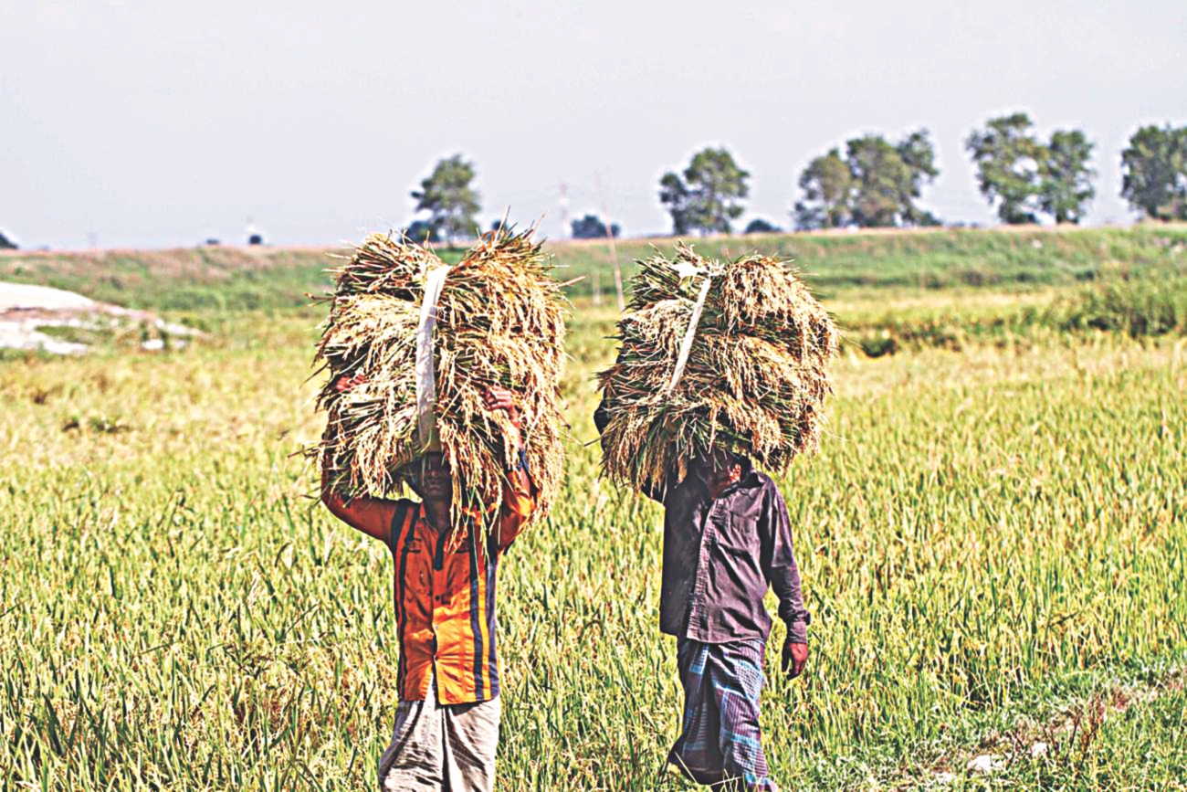 paddy field.jpg