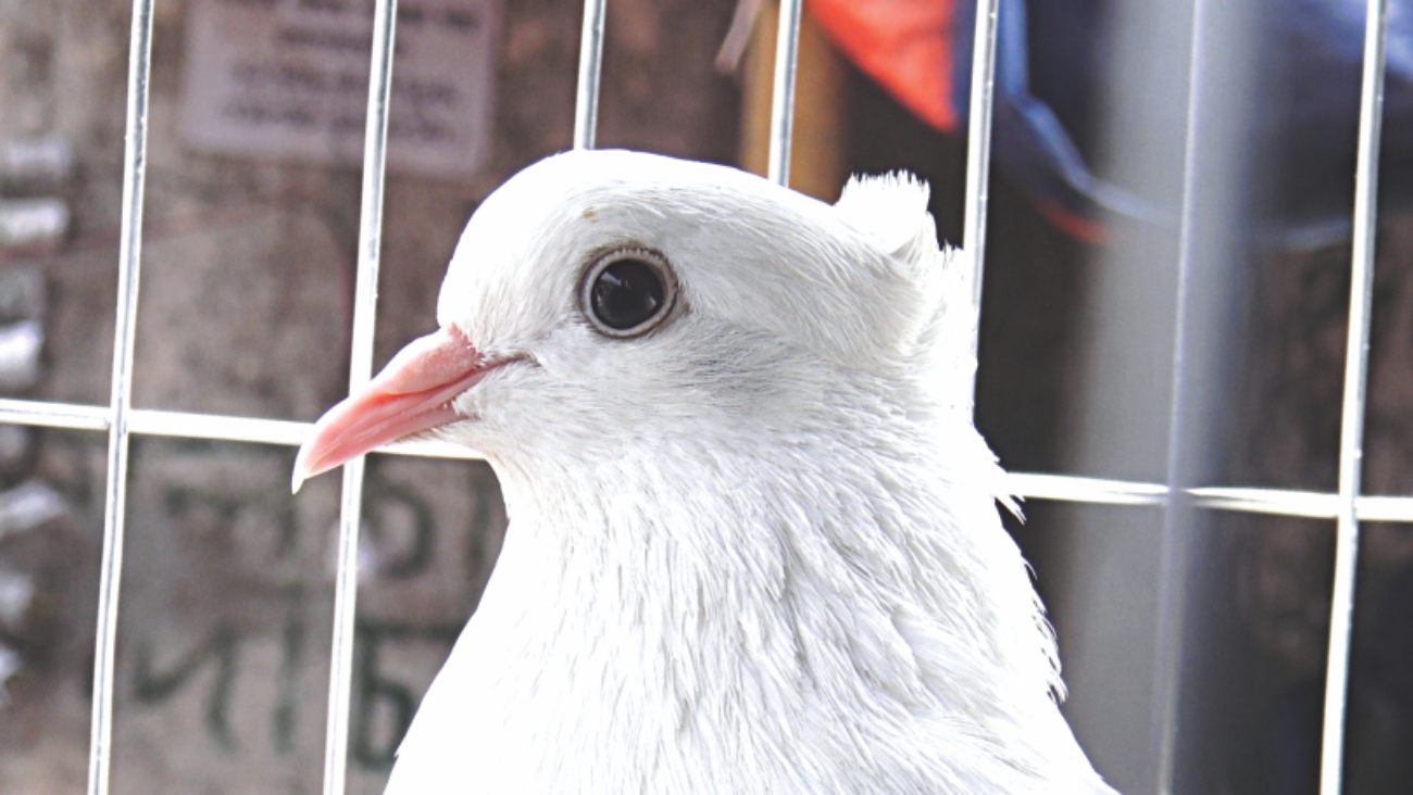 pigeons of dhaka 2.jpg