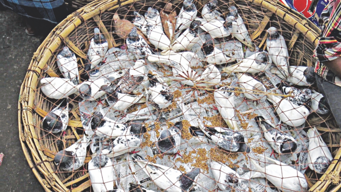 pigeons of dhaka 3.jpg