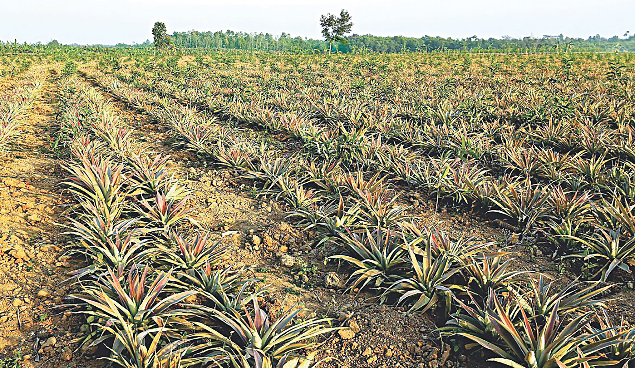pineapple_0.jpg