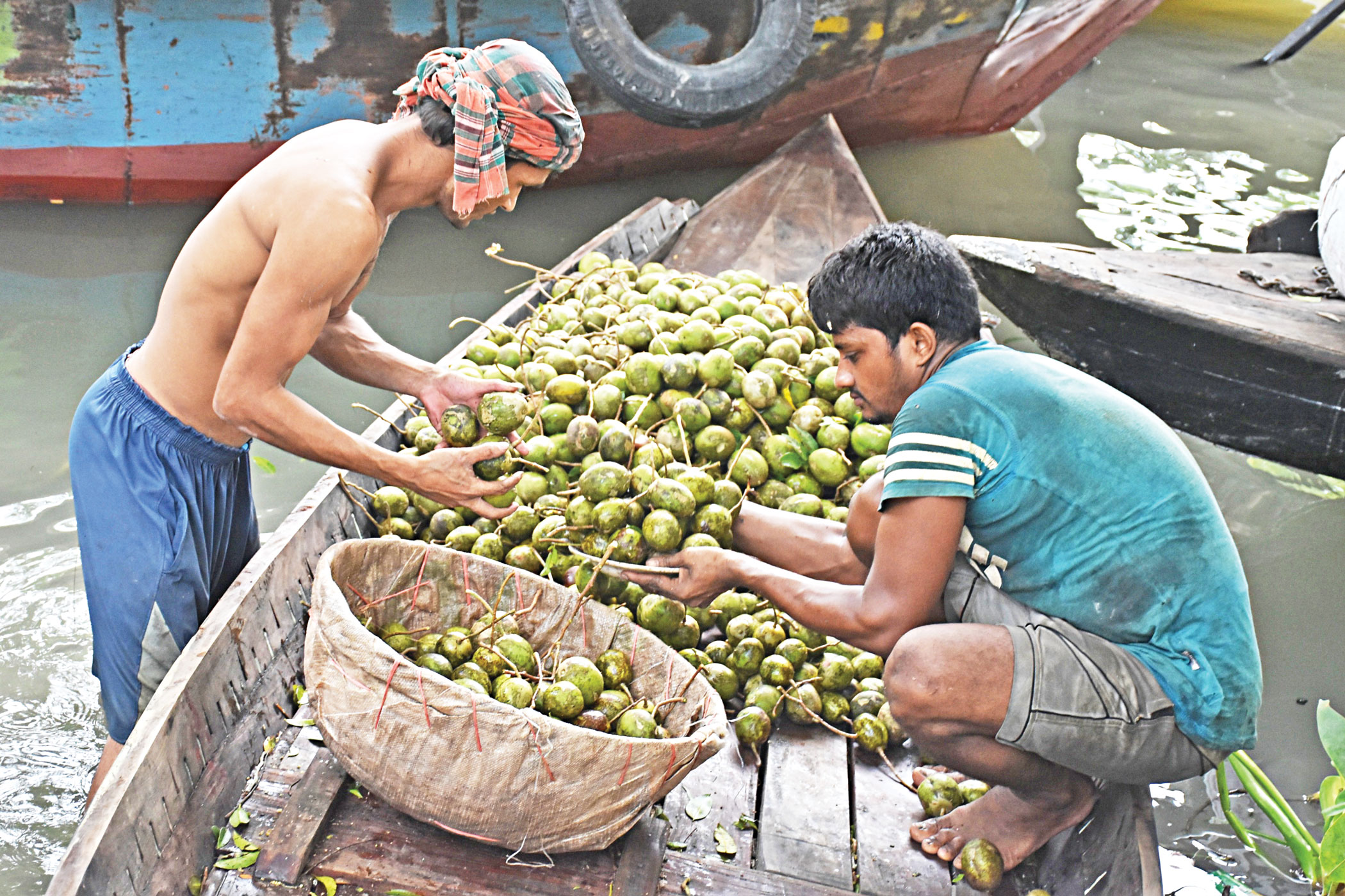 plum-cultivation-3.jpg