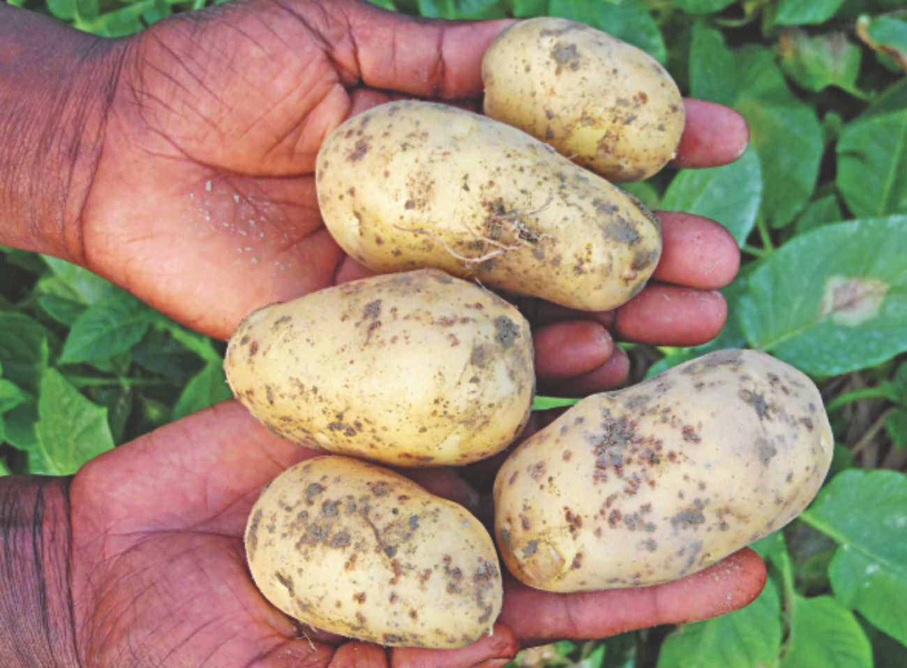 Potato farmers 2.jpg