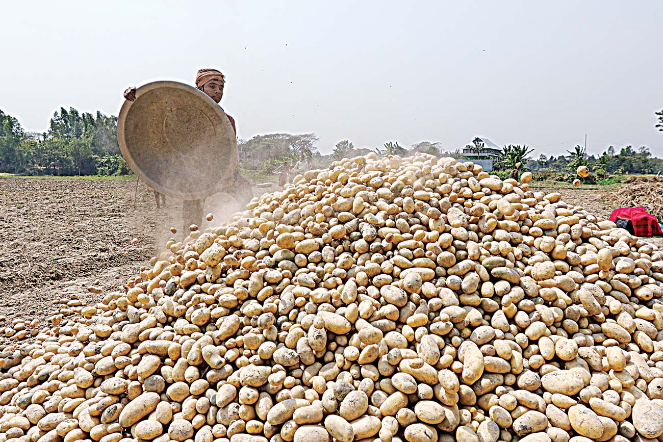 Potato Farming Bangladesh
