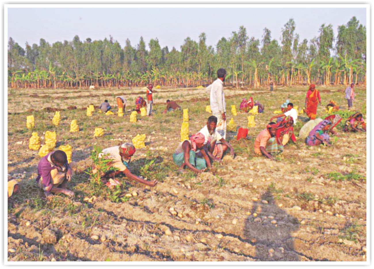 potato field1.jpg