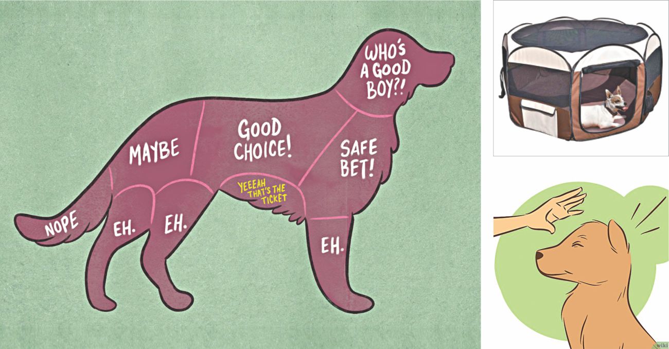 preparing_first_pet_dog