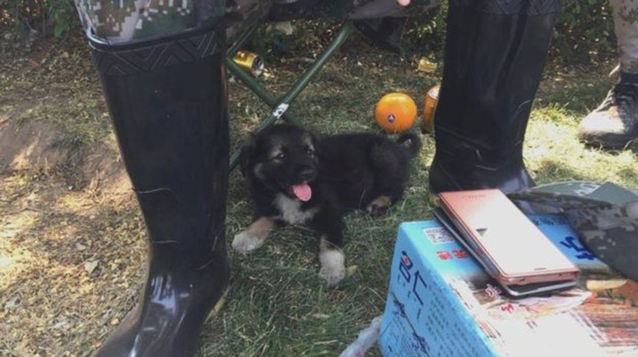 puppy 3.jpg
